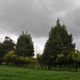 It may not look like much, but these trees could be crucial for linking habitat for the brushfinch, Correa Peña says.